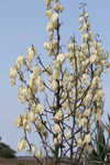 Moundlily yucca